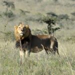 Nairobi National Park Private Tour (Morning/Afternoon Options) - The Sum Up
