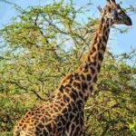 Nairobi National Park Safari - Why This Tour Is a Great Choice
