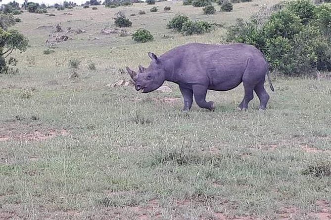 Nairobi National Park Safari - What to Expect from the Itinerary