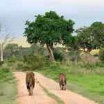 Nairobi National Park Safari With a Visit to Giraffe Center. - Authentic Experiences from Reviews