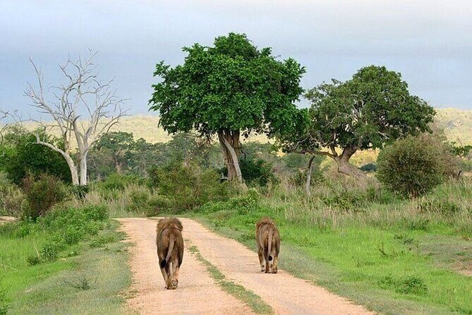 Nairobi National Park Safari With a Visit to Giraffe Center. - Authentic Experiences from Reviews