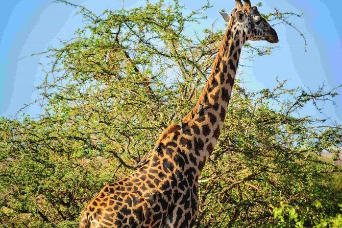 Nairobi National Park Safari - Why This Tour Is a Great Choice
