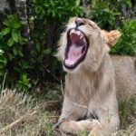 Nairobi National Park Shared Tour - Who Would Enjoy This Tour?