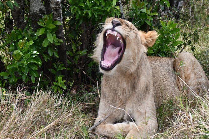 Nairobi National Park Shared Tour - Who Would Enjoy This Tour?