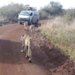 Nairobi National Park, Sheldrick Elephant, Giraffe Centre Tour - Highlights and Why They Matter