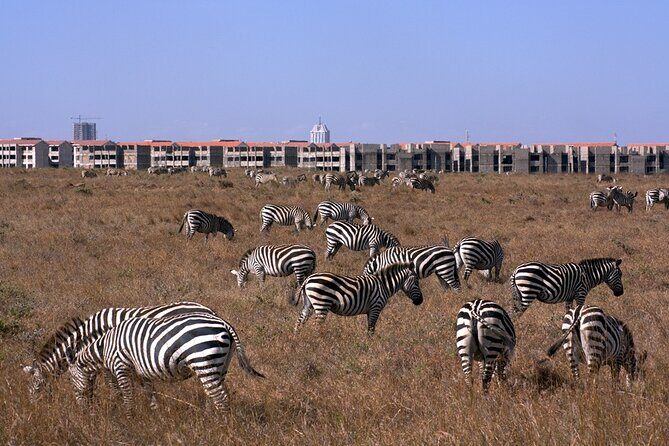 Nairobi National park sun rise game drive with pickup & drop-off - The Itinerary in Detail