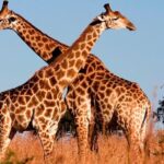 Nairobi National Park Tour - Detailed Breakdown of the Itinerary