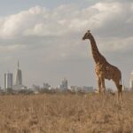 Nairobi National Park Tour - Transport and Comfort
