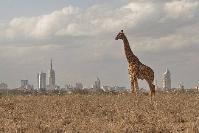 Nairobi National Park Tour - Transport and Comfort