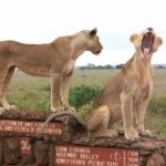 Nairobi National Park Tour - The Practical Side: Logistics and Tips