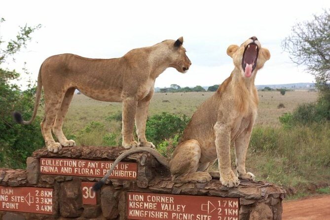 Nairobi National Park Tour - The Practical Side: Logistics and Tips