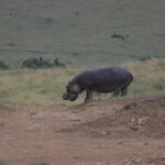 Nairobi National Park Tour - Final Thoughts