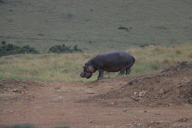 Nairobi National Park Tour - Final Thoughts