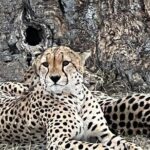 Nairobi National Park Tour From 0600hrs - 1130hrs or From 1300hrs - 1800hrs - Practical Details & Tips for Travelers