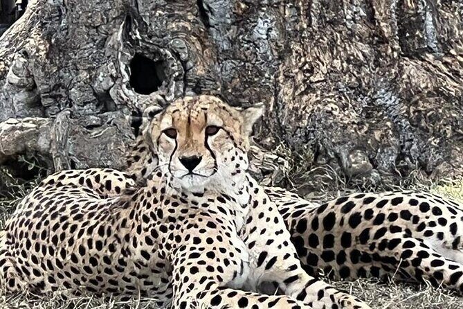 Nairobi National Park Tour From 0600hrs - 1130hrs or From 1300hrs - 1800hrs - Practical Details & Tips for Travelers
