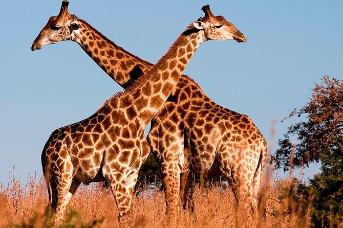 Nairobi National Park Tour - Detailed Breakdown of the Itinerary