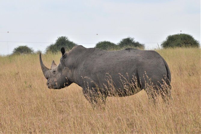 Nairobi National Park - What’s Included in the Tour