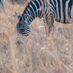 Nairobi Park/elephant Orphanage/giraffe Centre/lunch/karen Blixen/bomas Of Kenya - Transportation and Overall Experience