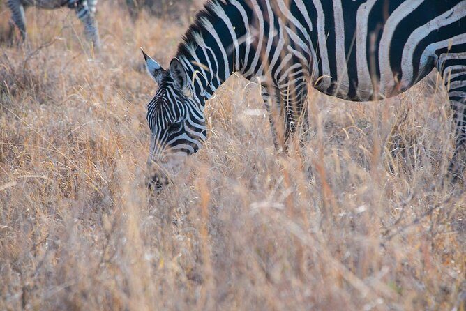 Nairobi Park/elephant Orphanage/giraffe Centre/lunch/karen Blixen/bomas Of Kenya - Transportation and Overall Experience