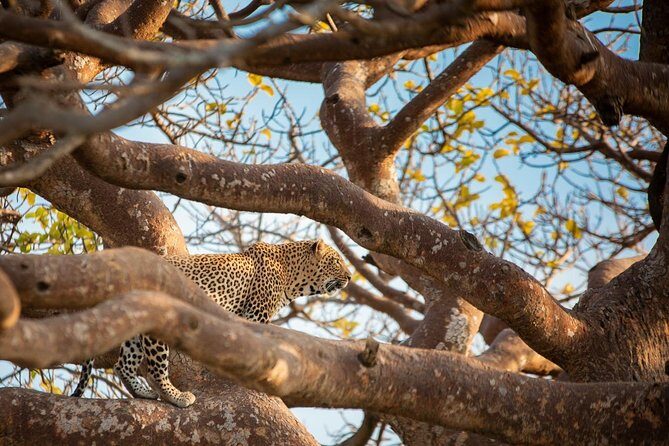 Nairobi park, steamark birds, Girraffe center & bomas - Cultural Experience at Bomas of Kenya