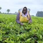 Nairobi to Kiambethu Tea Farm Tour - Practicalities and Tips
