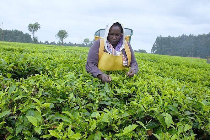 Nairobi to Kiambethu Tea Farm Tour - Practicalities and Tips