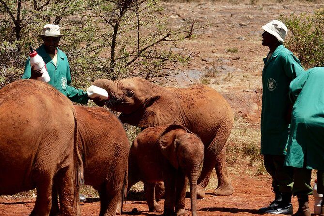 Nairobi tour and giraffe centre - Who Should Consider This Tour?