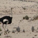 NAMIB DESERT TOURS, Full-Day and Half-Day Tours from Swakopmund, Namibia - What Makes This Tour Stand Out
