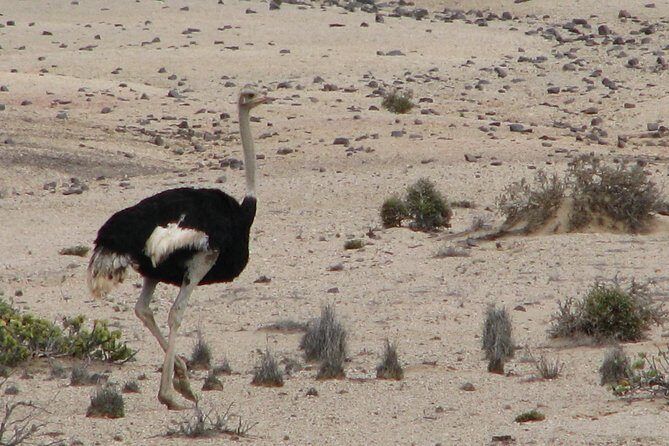 NAMIB DESERT TOURS, Full-Day and Half-Day Tours from Swakopmund, Namibia - What Makes This Tour Stand Out