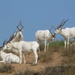 National Park desert safari 4x4 & Admission tickets - Detailed Breakdown of the Itinerary