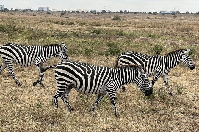 National Park Half-Day Group Tour in Nairobi with Pickup - Why This Tour Offers Great Value