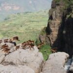 Nature & Historical day trip to Debrelibanos and the beautiful Jemma valley - An In-Depth Look at the Tour Experience