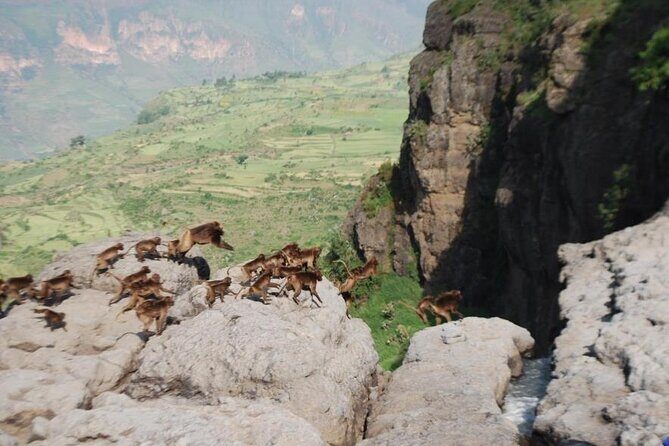Nature & Historical day trip to Debrelibanos and the beautiful Jemma valley - An In-Depth Look at the Tour Experience