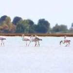 Nature Kayak Tour: Exploring Europes Largest Lagoon - What to Expect During the Tour
