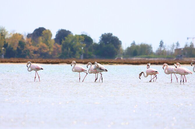 Nature Kayak Tour: Exploring Europes Largest Lagoon - What to Expect During the Tour
