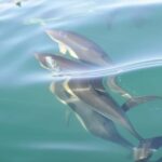 Nazaré: Dolphin Safari - A Closer Look at the Experience