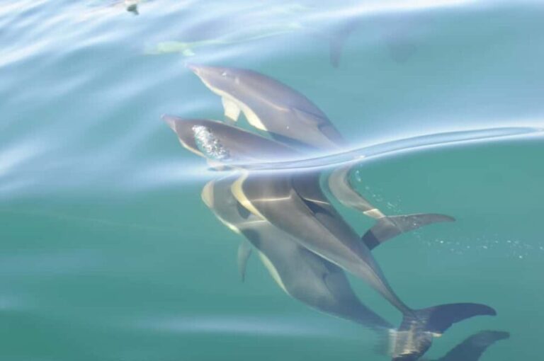 Nazaré: Dolphin Safari - A Closer Look at the Experience