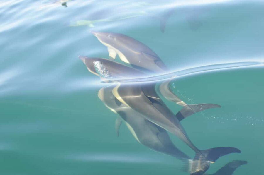 Nazaré: Dolphin Safari - A Closer Look at the Experience