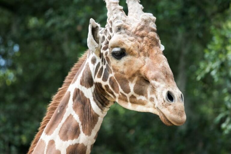 New Orleans: Audubon Zoo Ticket and Combination Option - Why the Audubon Zoo Stands Out