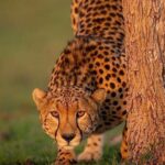 Ngorongoro Adventures in a day - What to Expect from Your Ngorongoro Day Trip