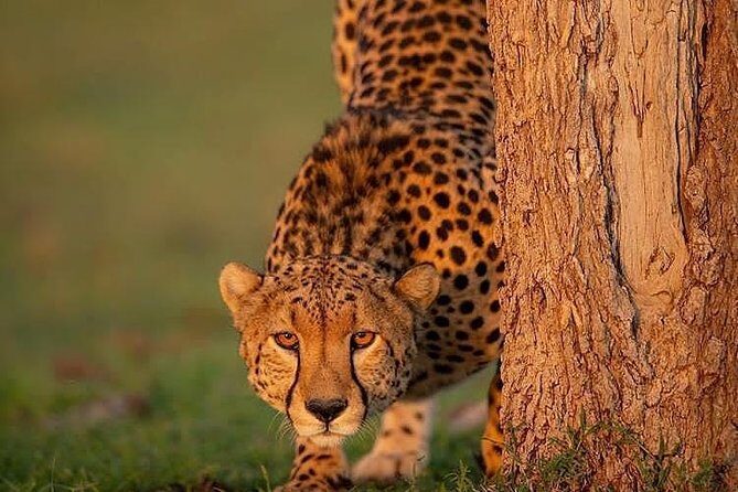 Ngorongoro Adventures in a day - What to Expect from Your Ngorongoro Day Trip