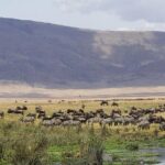 Ngorongoro Crater Day Trip - Who Would Benefit Most?