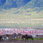 Ngorongoro Crater Day Trip - A Step-by-Step Look at the Itinerary