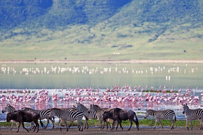 Ngorongoro Crater Day Trip - A Step-by-Step Look at the Itinerary