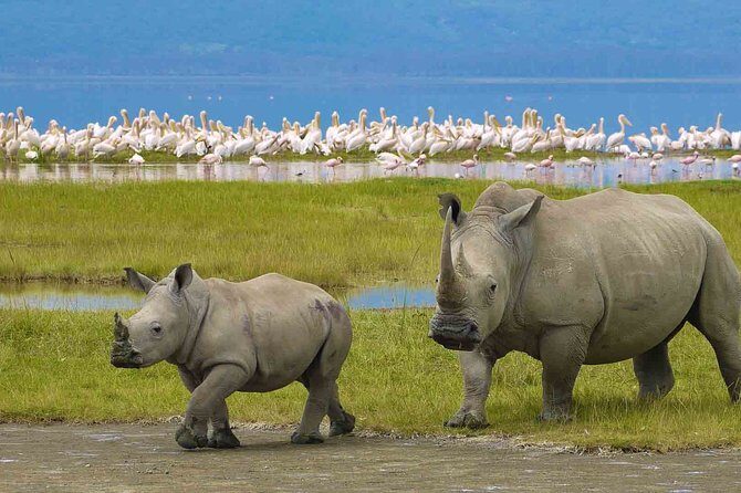 Ngorongoro Crater Day Trip - Transportation & Group Size