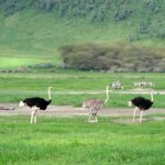 Ngorongoro Crater Day Trip  Shared Group Safari - Who Is This Tour Best For?