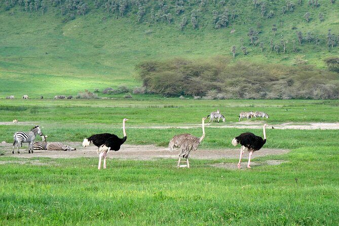 Ngorongoro Crater Day Trip  Shared Group Safari - Who Is This Tour Best For?