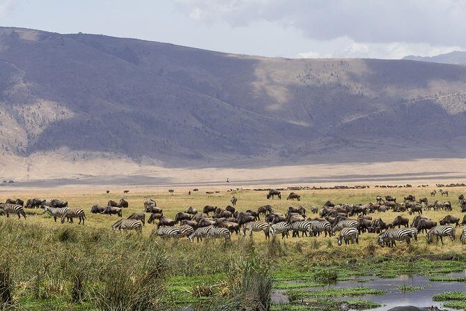 Ngorongoro Crater Day Trip - Who Would Benefit Most?