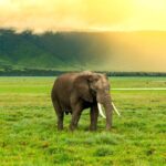 Ngorongoro Crater Exclusive: A Journey into Africas Eden - Why You’ll Love This Tour