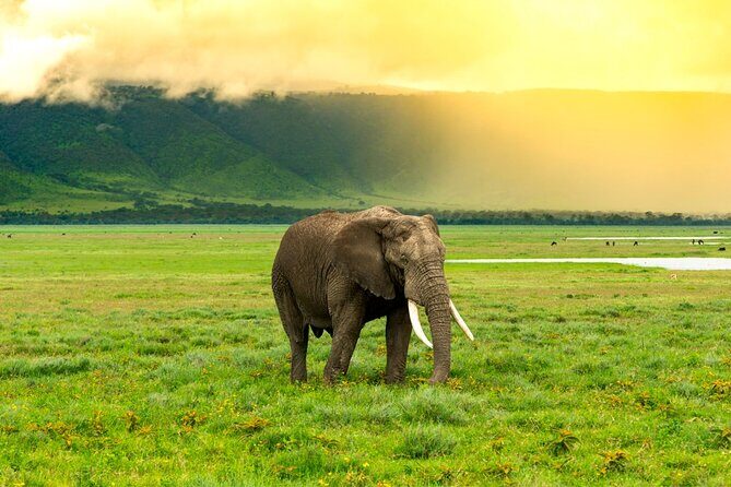 Ngorongoro Crater Exclusive: A Journey into Africas Eden - Why You’ll Love This Tour